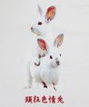 #FR2 FXXKING RABBITS PHOTO T-SHIRT-WHITE